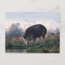 Search for pig postcards Antique