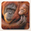 Search for ape coasters Orangutan