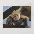 Search for monkey baby postcards Ape