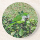 Search for parakeet barware Nature
