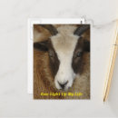 Search for ewes postcards Livestock