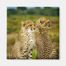 Search for cheetah cat magnets Africa