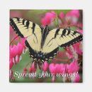 Search for eastern magnets Swallowtail