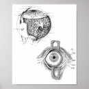 Search for anatomy posters Science