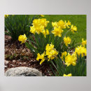 Search for daffodils pictures posters Photography