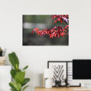 Search for maple trees posters Nature