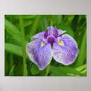 Search for purple iris art posters Nature