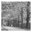 Search for archway posters Trees