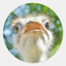 Search for funny ostrich stickers Portrait