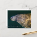 Search for manatee underwater Crystal river