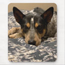 Search for blue heeler mousepads Australian cattle dog