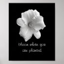 Search for lily photography Lillies