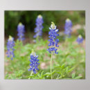 Search for bluebonnet art Texas state flower