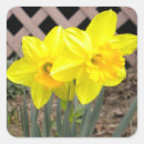 Search for yellow daffodils stickers Blossoms