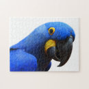Search for macaws photography Tropical