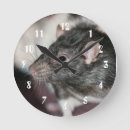 Search for rat clocks Animal