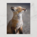 Search for baby fox postcards Nature