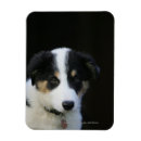 Search for bordered photo magnets Dog