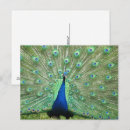 Search for tail feathers postcards Green