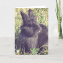 Search for vintage bunnies cards Rabbit