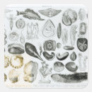 Search for zoology stickers Marine