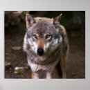Search for howling dog posters Grey