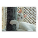 Search for hug photography Cat