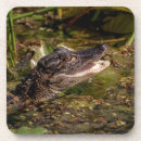 Search for amphibians coasters Nature