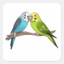 Search for budgerigar stickers Pet