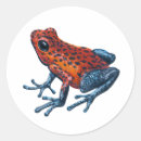 Search for dart frog stickers Amphibian