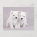 Search for terrier puppy postcards Adorable