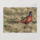 Search for common postcards Autumn