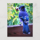 Search for jay postcards Blue