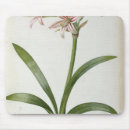 Search for redoute mousepads Lily
