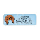 Search for ruby cavalier king charles spaniel Cute
