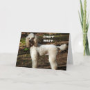 Search for standard poodles cards Funny