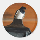 Search for swallows magnets Nature