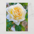 Search for peace rose postcards For her