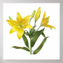 Search for oriental flowers posters Lily