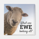 Search for ewe magnets Wool