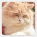 Search for persian cats stickers Tabby