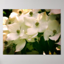 Search for dogwoods posters Nature