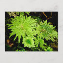 Search for green moss postcards Park