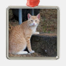 Search for orange tabby cat christmas tree decorations Kitty