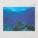 Search for great barrier reef postcards Sea life