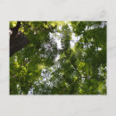 Search for conifer postcards Nature