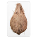 Search for coconuts magnets Fruit