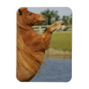 Search for rearing magnets Equestrian