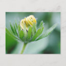 Search for durban postcards Colour image