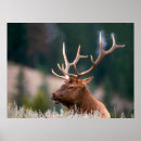 Search for john wilde posters Wildlife